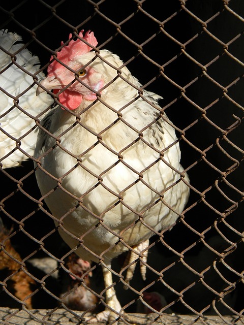 某欧洲豪门 某欧洲豪门