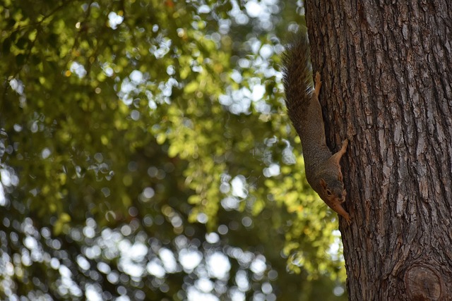 伊福曾在之 伊福曾在之